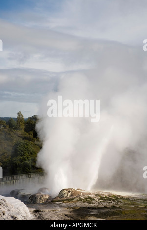 Pohutu geyser che erutta acqua di cottura a vapore in Te Puia in Riserva Termale di Whakarewarewa Rotorua Nuova Zelanda Foto Stock