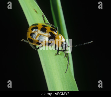 Macchiato il cetriolo beetle Diabrotica sp adulto su pianta di mais Foto Stock