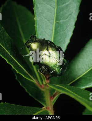 Rose chafer Cetonia aurata adulto su una foglia di rododendro Foto Stock
