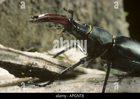 Vista laterale di un maschio di stag beetle Lucanus cervus Foto Stock