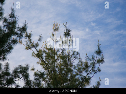 Alberi di pino contro un cielo blu Foto Stock