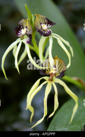 Il Cockle Shell Orchid o la benna Orchid Prosthechea cochleata Laeliinae Orchidaceae Foto Stock