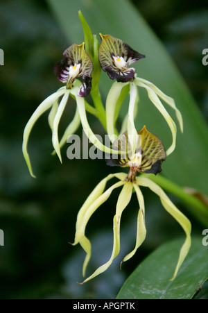 Il Cockle Shell Orchid o la benna Orchid Prosthechea cochleata Laeliinae Orchidaceae Foto Stock