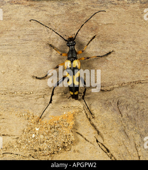 Un longhorn beetle Strangalia maculata adulto su legno Foto Stock