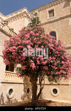 Israele Gerusalemme Oleandro nel monastero Ratisbonne Foto Stock