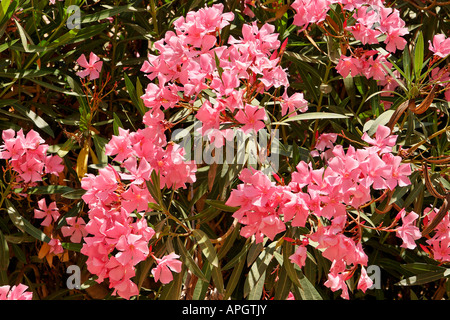 Israele Gerusalemme fiori di Oleandro nel monastero Ratisbonne Foto Stock