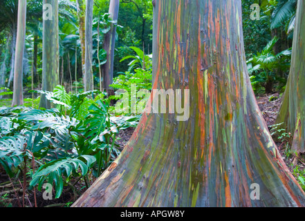 Gruppo di gomma verniciate di alberi di eucalipto in Keahua arboretum Maui Hawaii Foto Stock