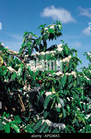 Close up di caffè Arabica bush mostra la profusione di fiori di colore bianco con alcune bacche verdi e alcuni mature di bacche rosse Foto Stock