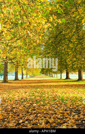 Alberi Avenue dalla lunga passeggiata al Castello di Windsor Windsor Berkshire England Regno Unito Foto Stock