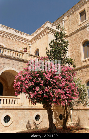 Israele Gerusalemme Oleandro nel monastero Ratisbonne Foto Stock