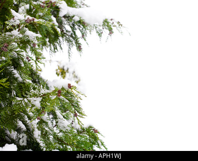 Di conifere e neve, isolata contro uno sfondo bianco con spazio di copia Foto Stock