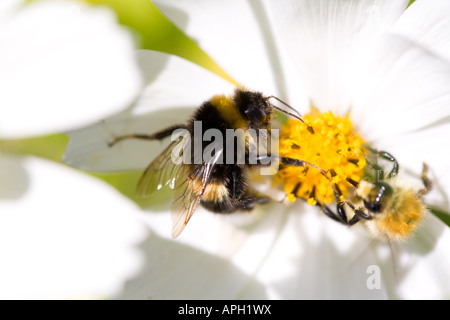 Bee e bumblebee sul fiore cosmea Foto Stock