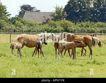 Cavalli su un prato Foto Stock