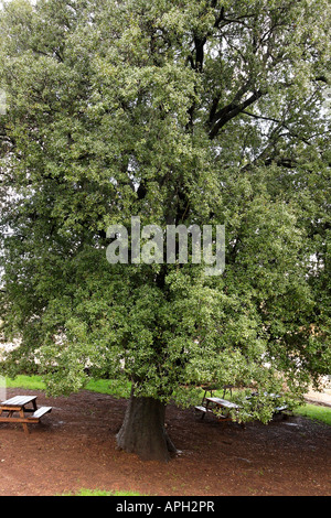 Alture del Golan Kermes oak Quercus calliprinos in Nabi Hazuri Foto Stock