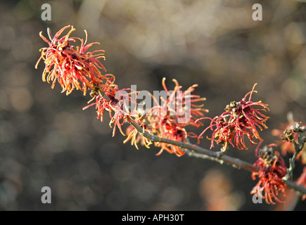 Amamelide Hamamelis intermedia Robert Hamamelidaceae Foto Stock