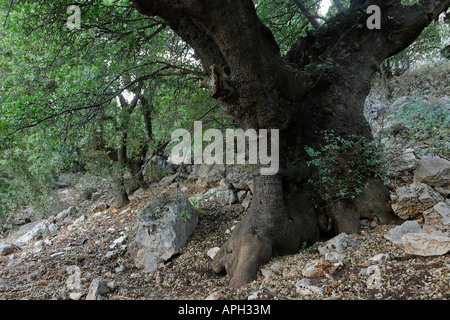 Alture del Golan Kermes Oak Quercus calliprinos sul Monte Betarim la posizione dell'alleanza tra i pezzi Foto Stock