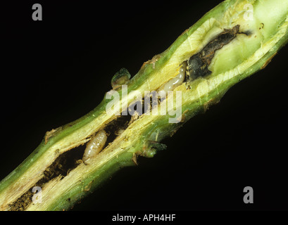 Cavolo flly root Delia radicum larve danni in una radice di cavolo cappuccio illustrato nella sezione Foto Stock