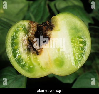 Il pomodoro fruitworm Helicoverpa armigera in danneggiato il pomodoro sezione Portogallo Foto Stock