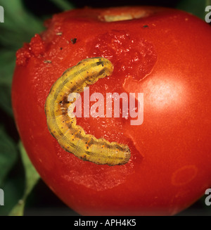 Il pomodoro fruitworm Helicoverpa armigera su danneggiato il pomodoro in Portogallo Foto Stock