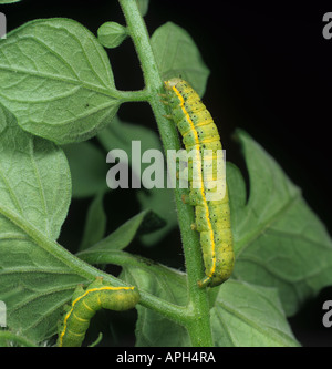 Il pomodoro moth Lacanobia oleracea caterpillar sulla pianta di pomodoro Foto Stock