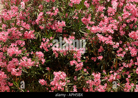 Israele Gerusalemme fiori di Oleandro nel monastero Ratisbonne Foto Stock