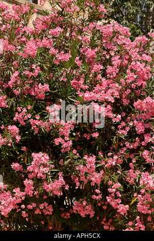 Israele Gerusalemme fiori di Oleandro nel monastero Ratisbonne Foto Stock