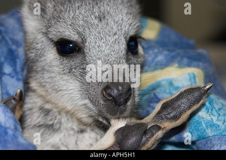 Euro, comune wallaroo wallaroo orientale, barrow isola wallaroo, macropus robustus Foto Stock