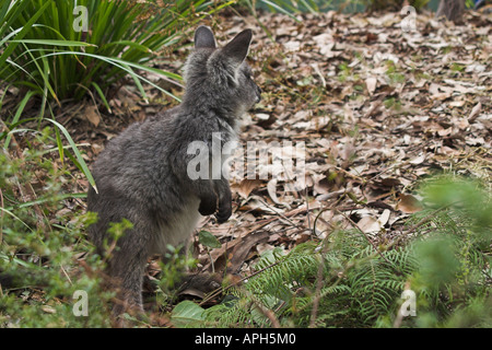 Euro, comune wallaroo wallaroo orientale, barrow isola wallaroo, macropus robustus Foto Stock