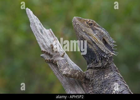 Comune drago barbuto, pogona barbata, Foto Stock