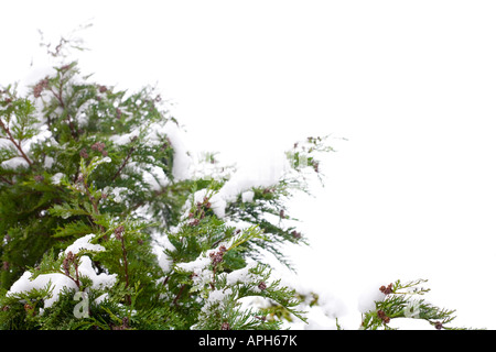 Di conifere e neve, isolata contro uno sfondo bianco con spazio di copia Foto Stock