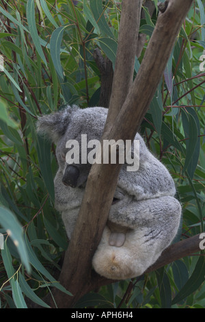 Il koala, phascolarctos cinereus, maschio dorme nella struttura ad albero Foto Stock