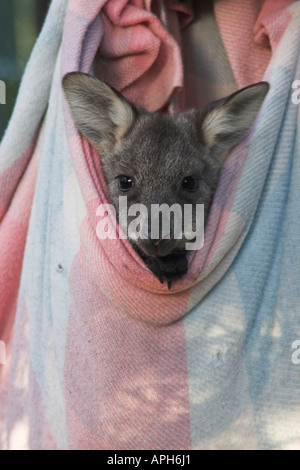 Euro, comune wallaroo wallaroo orientale, barrow isola wallaroo, macropus robustus nella sacca artificiale Foto Stock