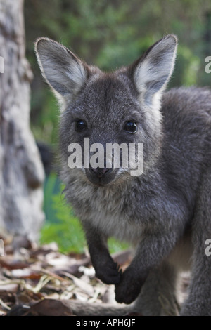 Euro, comune wallaroo wallaroo orientale, barrow isola wallaroo, macropus robustus Foto Stock