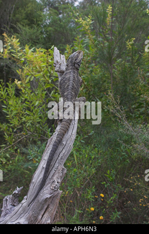 Comune drago barbuto, pogona barbata, su un ramo Foto Stock