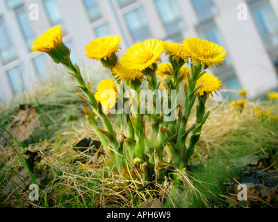 Di colore giallo brillante coltsfoot fiori, Tussilago farfara. Foto Stock