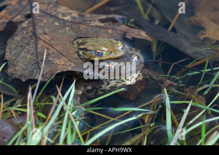 Il rospo comune (Bufo bufo), coniugata coppia Foto Stock