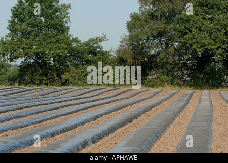 File di fogli di plastica su un campo di fragole nella campagna britannica. Foto Stock