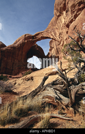 Il doppio arco Arches National Monument Moab Utah weathered Juniper tronco di albero in primo piano Foto Stock