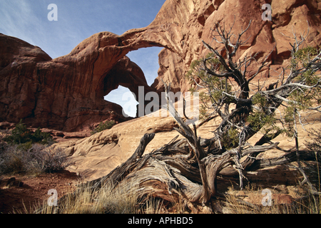 Il doppio arco Arches National Monument Moab Utah weathered Juniper tronco di albero in primo piano Foto Stock