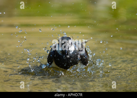 Kiebitz (Vanellus vanellus) la balneazione Foto Stock