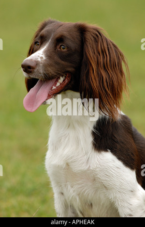 Un mad springer spaniel con orecchie flopping o battenti nel vento divertendosi Foto Stock