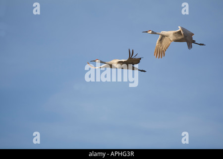 Due gru Sandhill in volo Foto Stock