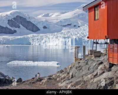 I pinguini Gentoo all'Almirante Brown base di ricerca in Paradise Harbour, Antartide Foto Stock