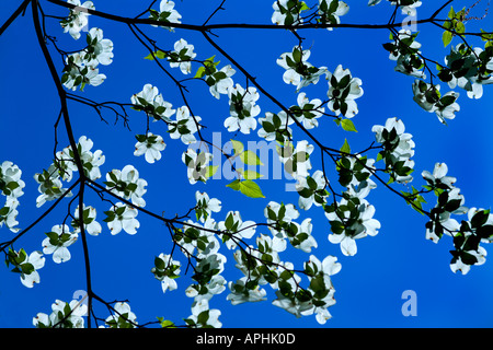 Fioritura sanguinello. Arboreto Nazionale di Washington DC. White sanguinello blossom contro un cielo blu chiaro. Cornus Florida. Foto Stock