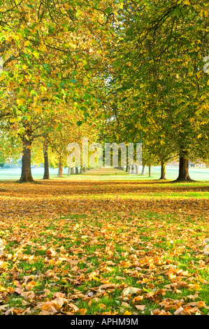 Alberi Avenue dalla lunga passeggiata al Castello di Windsor Windsor Berkshire England Regno Unito Foto Stock