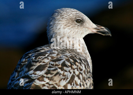 Aringa seagull shot in Bretagna (Quiberon) nel Nord della Francia. Si tratta di un comune spezie vi ma non comune nel resto del mondo Foto Stock