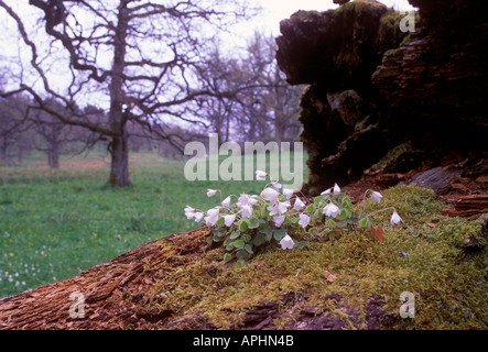 Acetosella Foto Stock