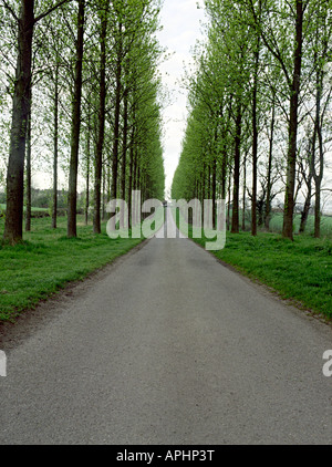 Un viale di alberi nella campagna vicino a Birmingham Foto Stock