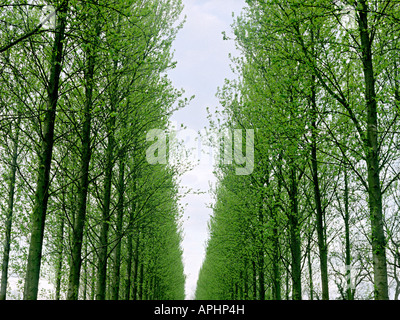 Un viale di alberi nella campagna vicino a Birmingham Foto Stock