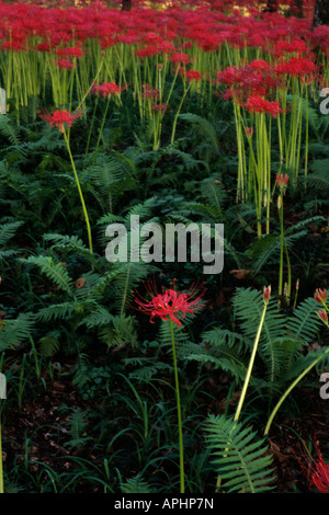 Campo Lycoris Kinchakuda Hidaka nella prefettura di Saitama Foto Stock